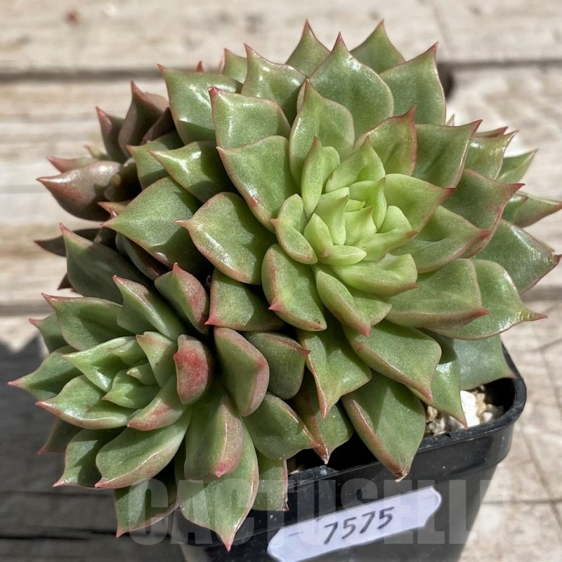 SH7475 Echeveria hybrid