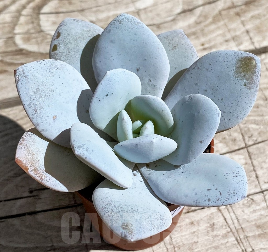 SH7478 Echeveria ‘Laui’ - Image 2