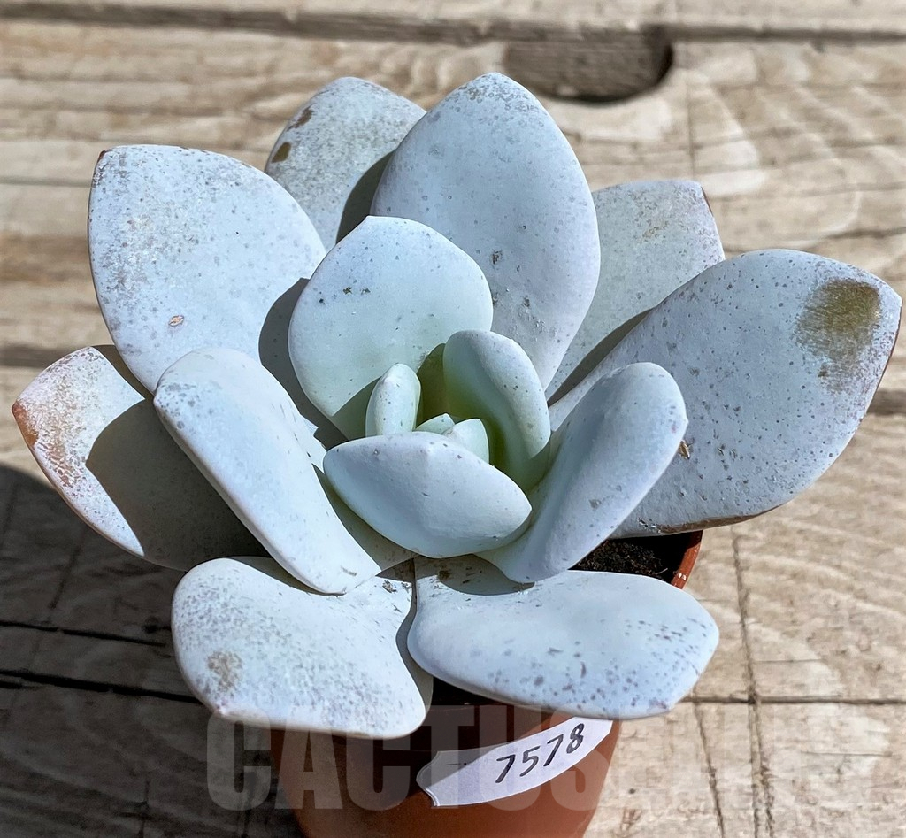 SH7478 Echeveria ‘Laui’