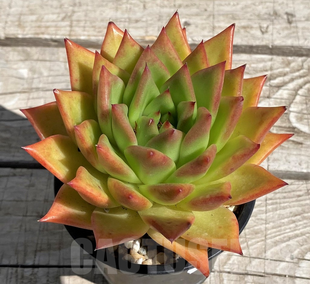 SH7481 Echeveria agavoides 'Lipstick' - Image 2