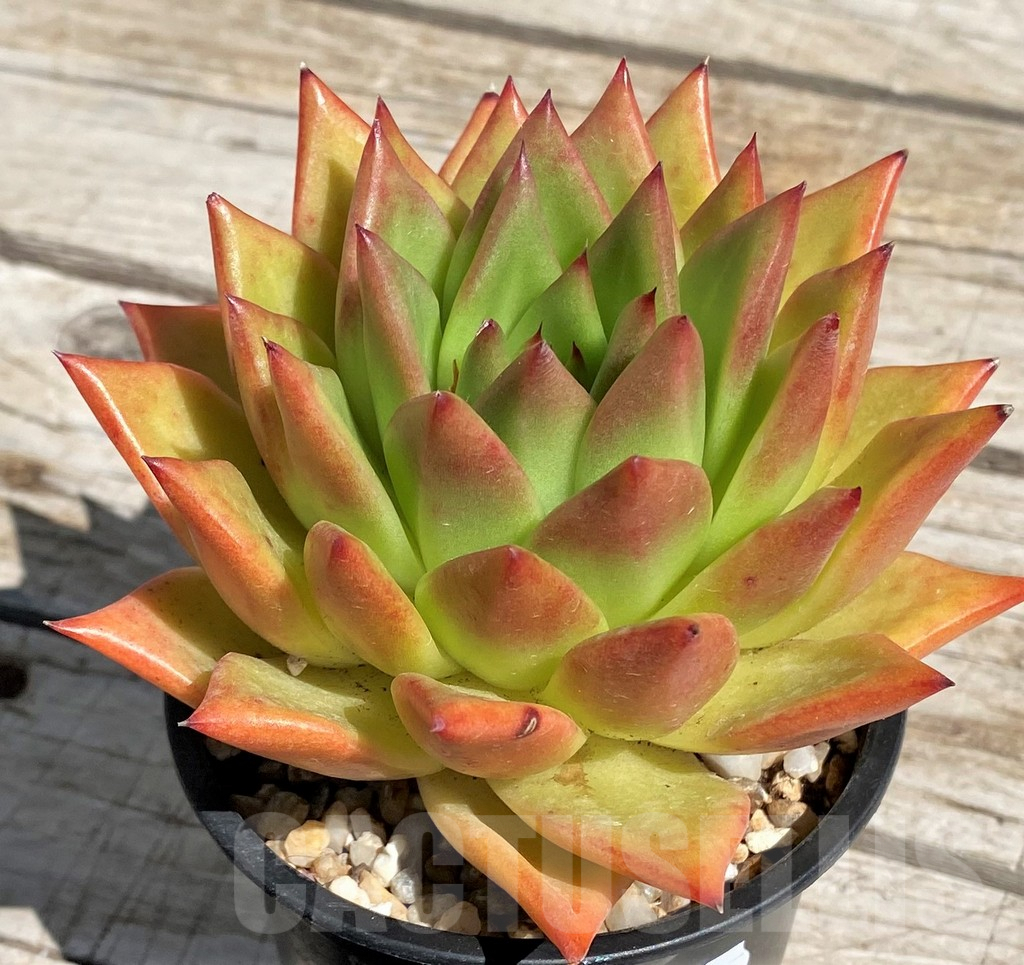 SH7481 Echeveria agavoides 'Lipstick'