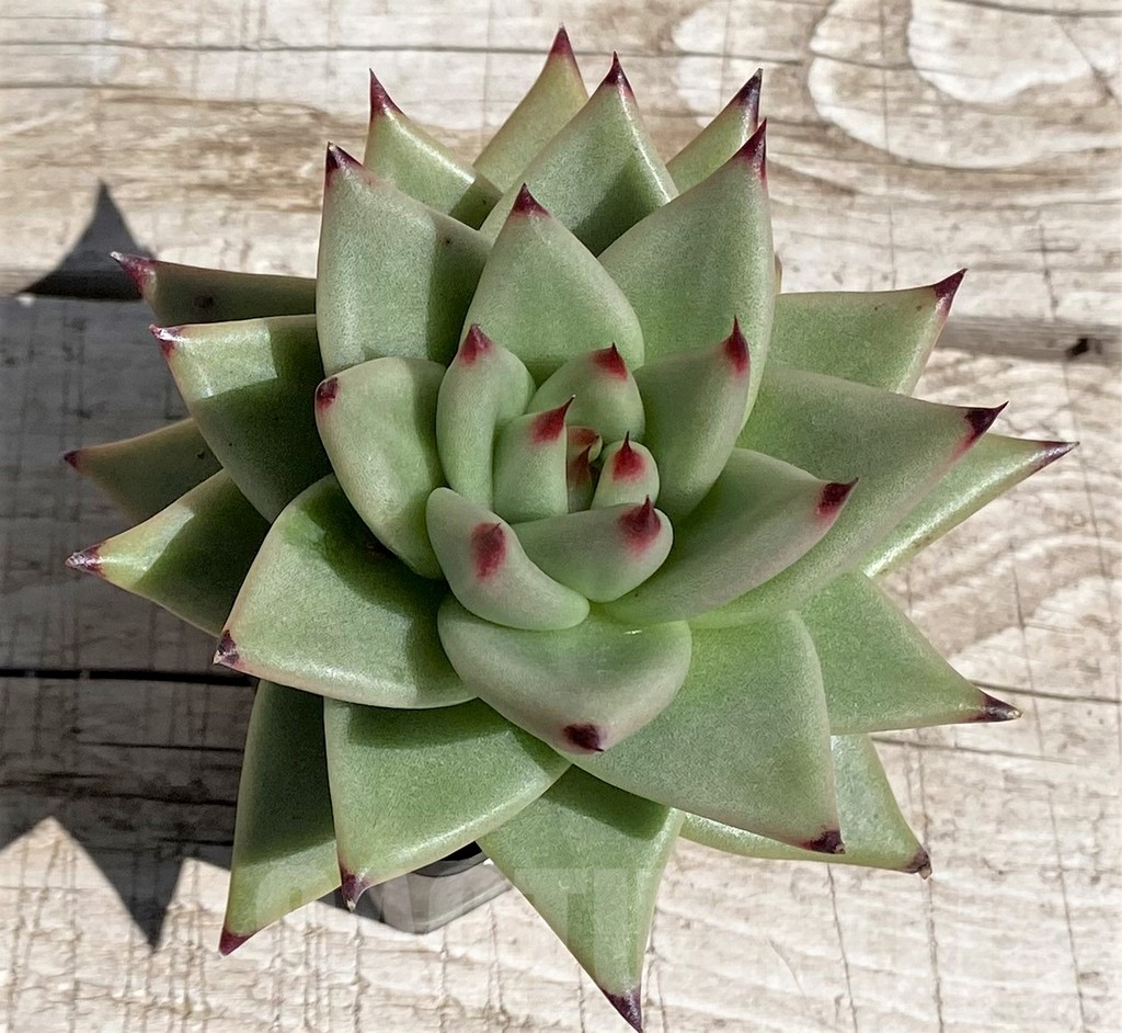 SH7482 Echeveria agavoides - Obrázek 2