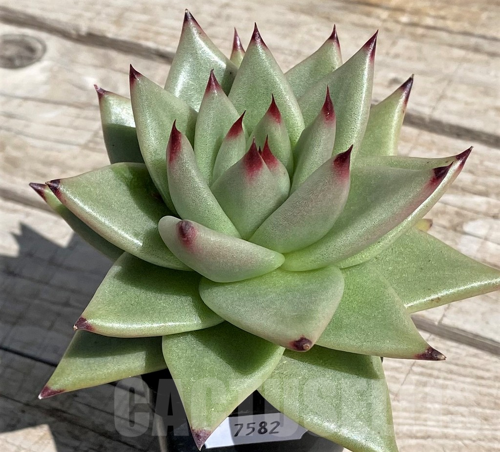 SH7482 Echeveria agavoides