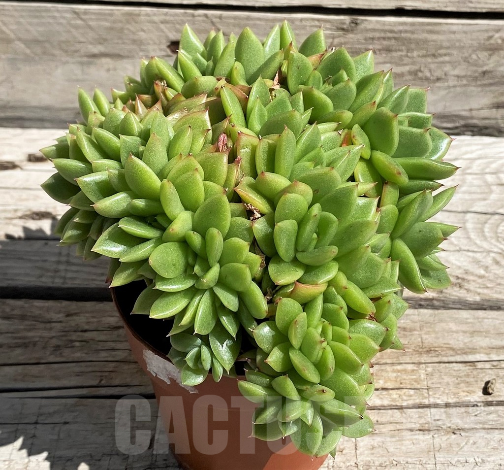 SH7484 Echeveria agavoides f. cristata - Image 3