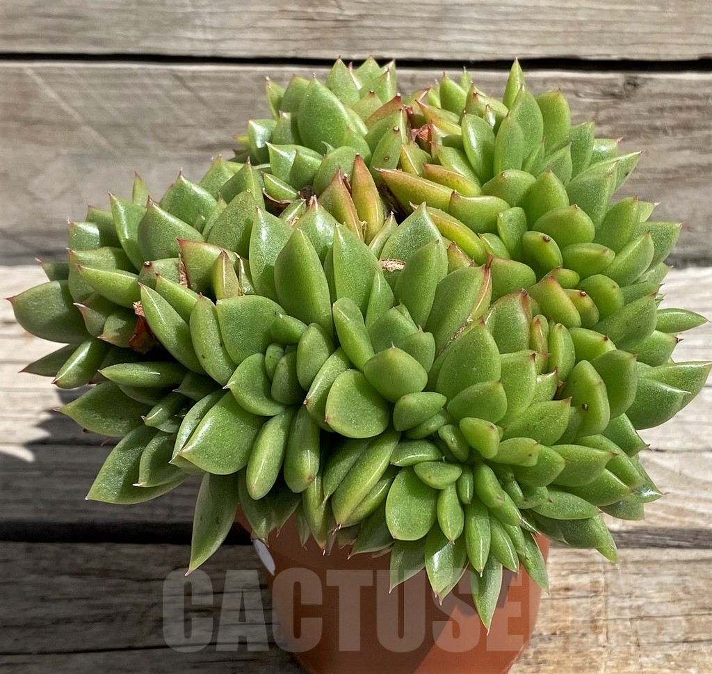SH7484 Echeveria agavoides f. cristata - Image 2