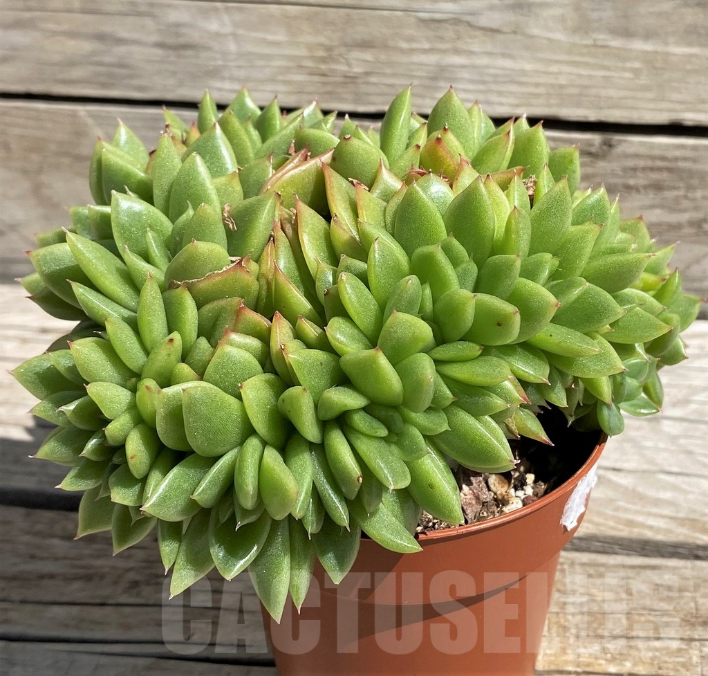 SH7484 Echeveria agavoides f. cristata