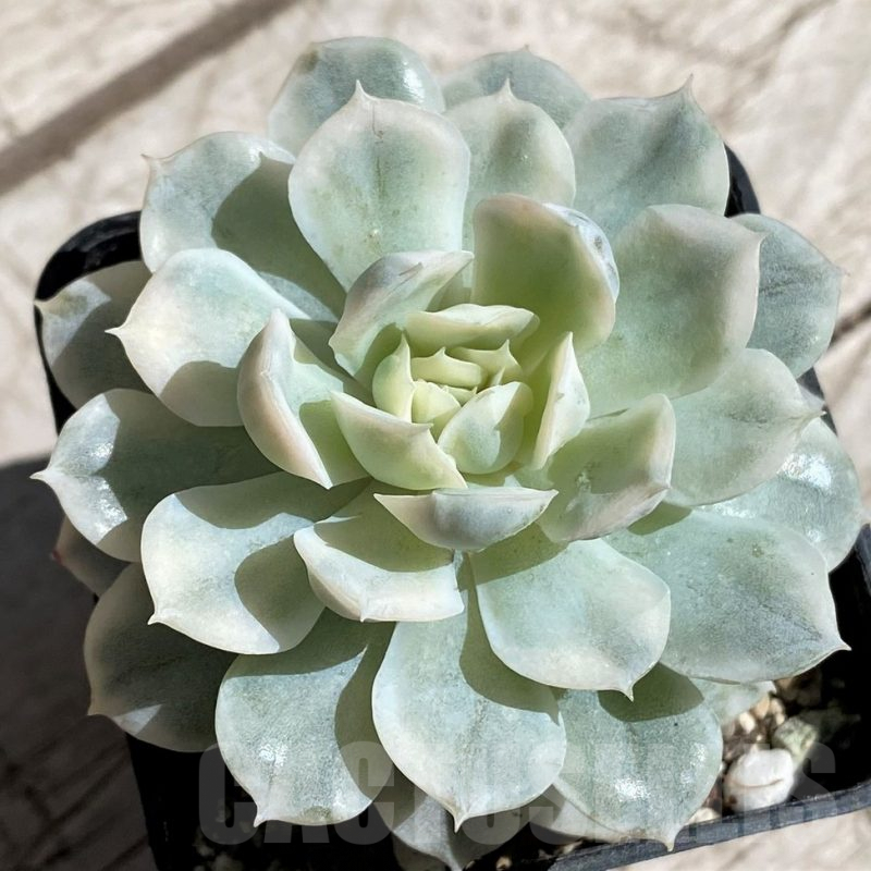 SH7486 Echeveria ‘Mexican Snowball’ f. variegata