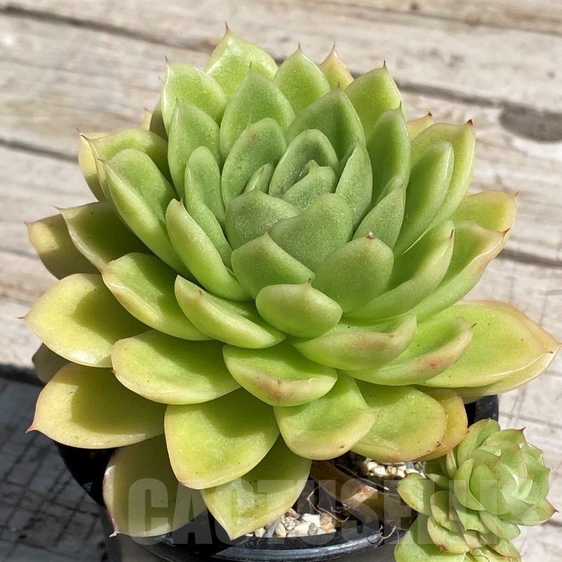 SH7489 Echeveria 'Gilva'