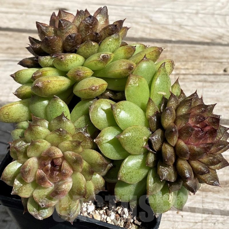 SH7490 Echeveria ‘Red Crystal’