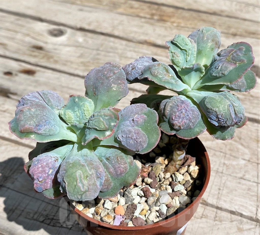 SH7491 Echeveria ‘Etna’