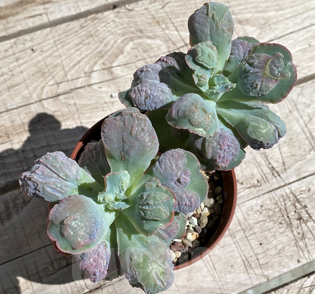 SH7491 Echeveria ‘Etna’ - Image 2