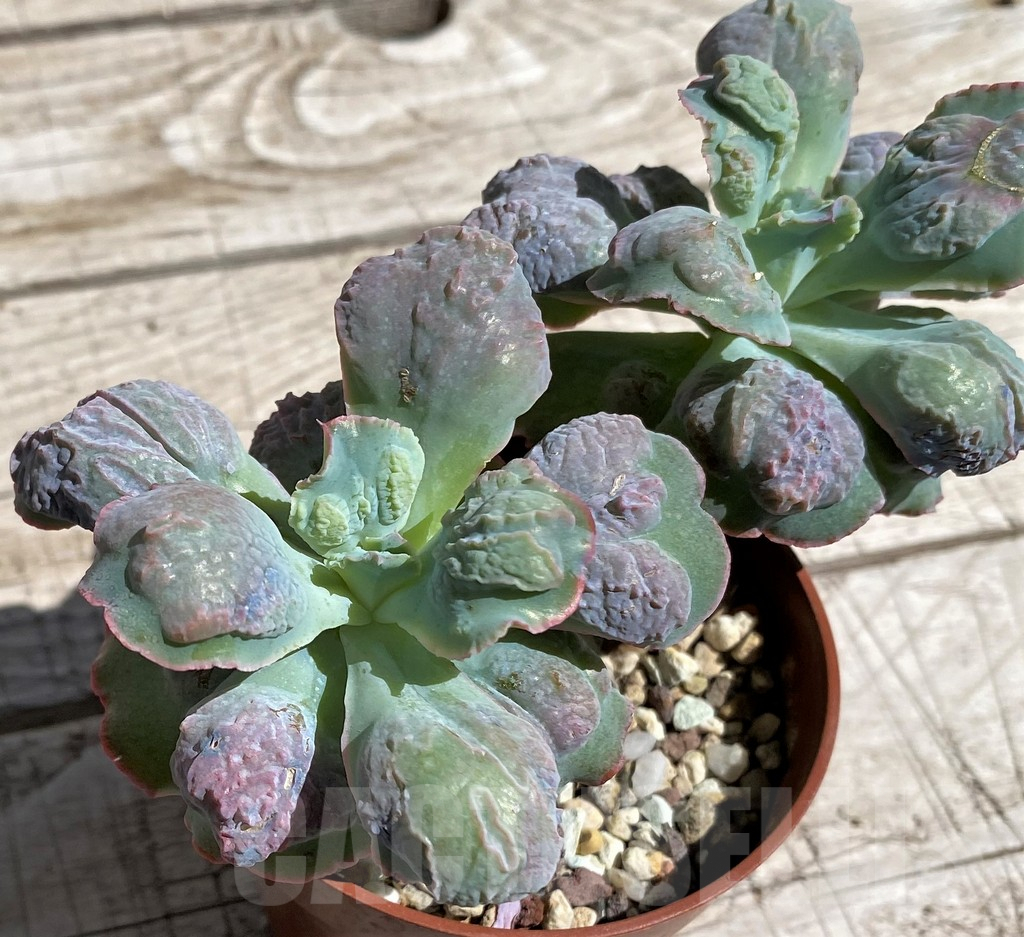 SH7491 Echeveria ‘Etna’ - Image 3