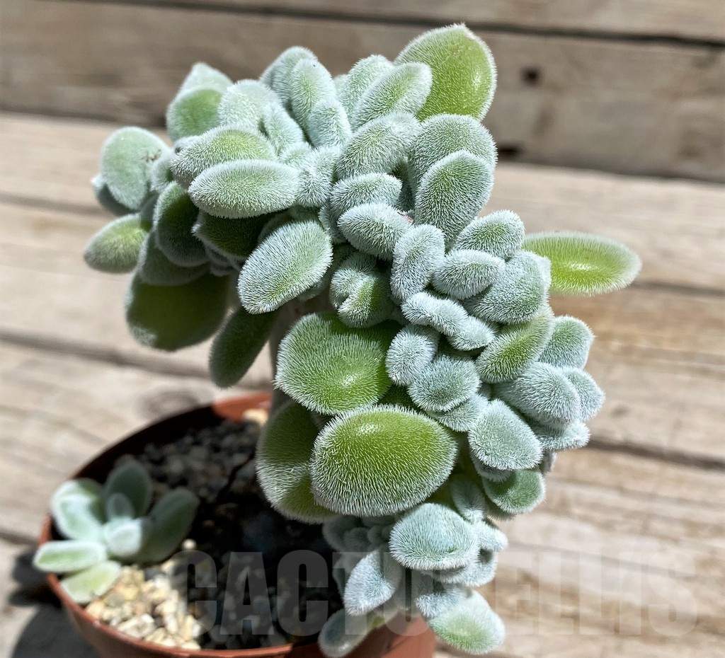 SH7492 Echeveria pulvinata 'Frosty' f. cristata