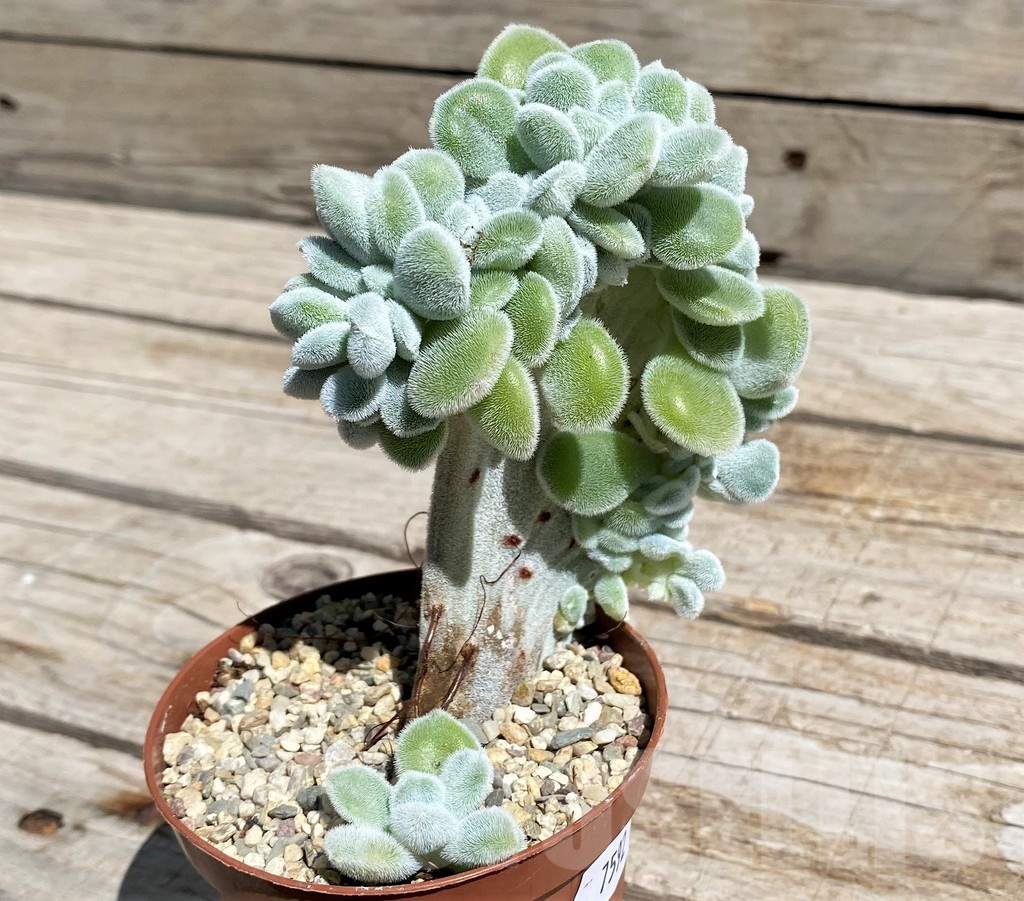 SH7492 Echeveria pulvinata 'Frosty' f. cristata - Obrázek 2