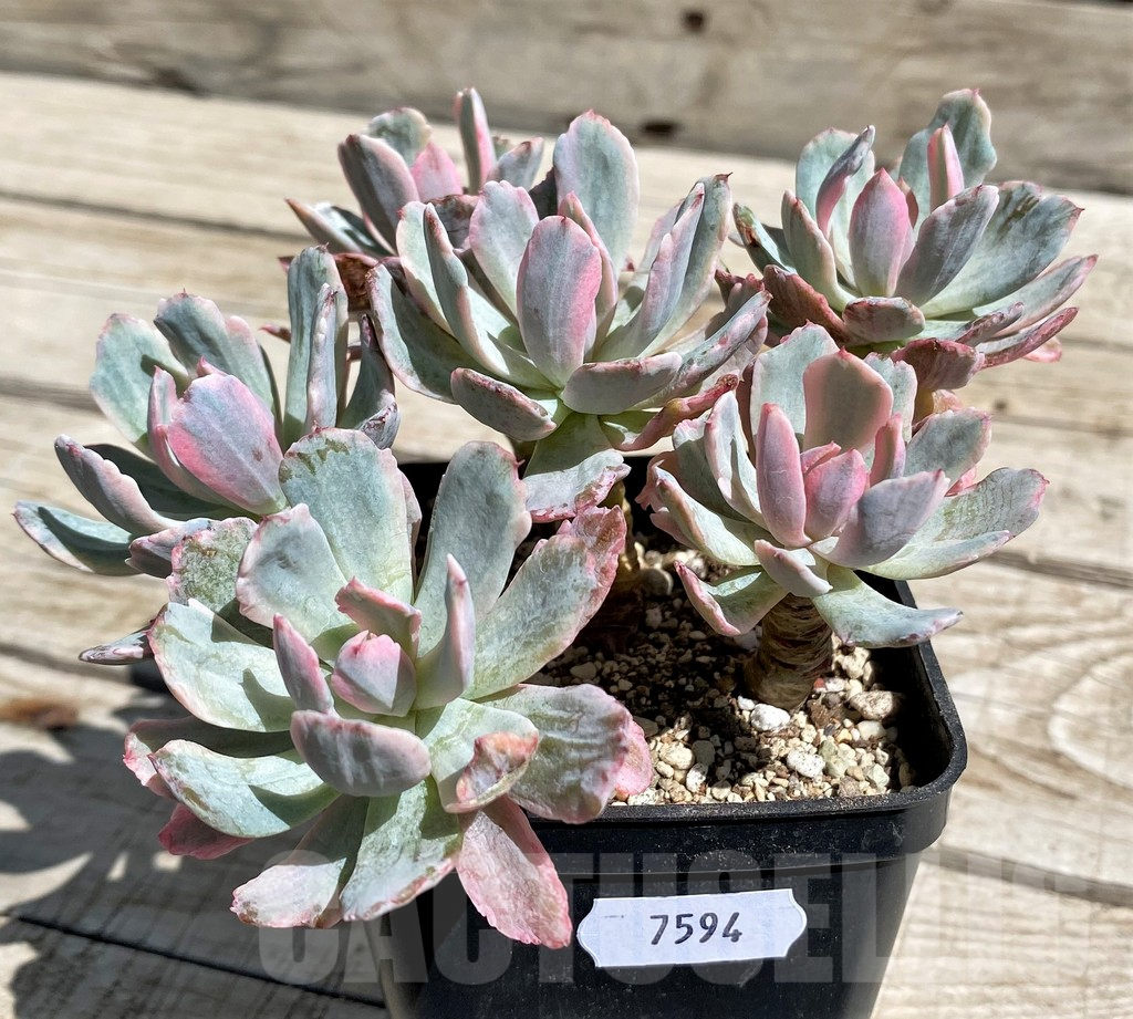 SH7494 Echeveria hoveyi f. variegata