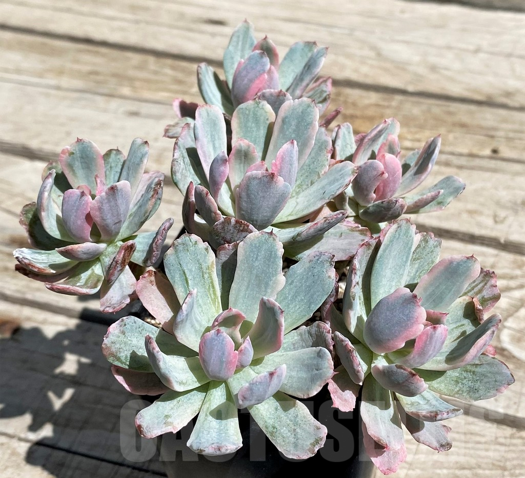 SH7494 Echeveria hoveyi f. variegata - immagine 2