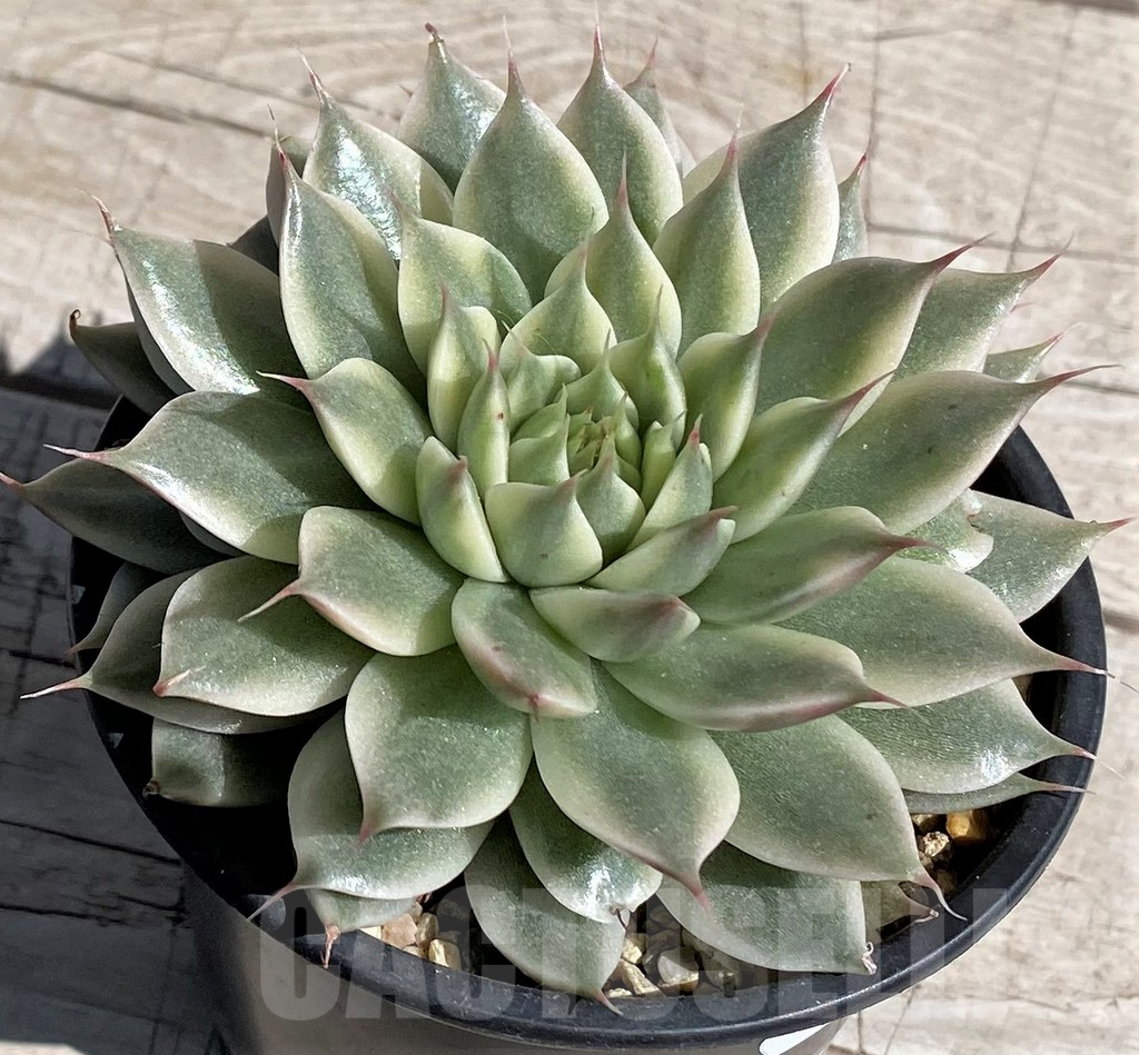 SH7440 Echeveria 'Silver star brocade' - Image 3