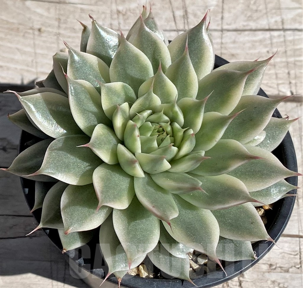 SH7440 Echeveria 'Silver star brocade' - Image 2