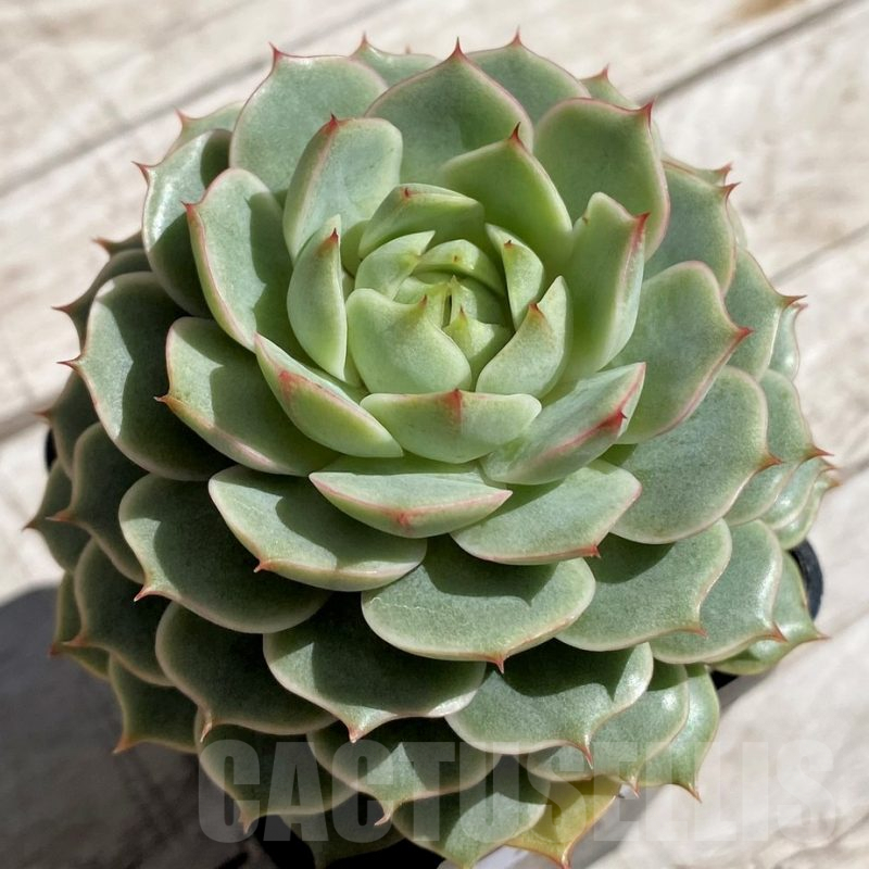 SH7449 Echeveria hybrid