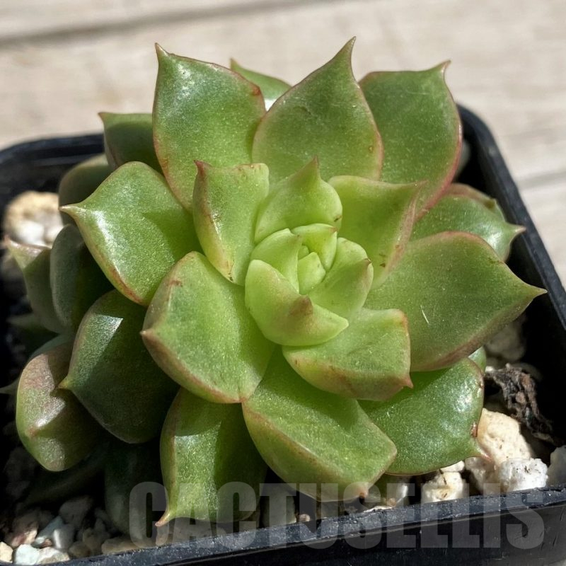 SH7450 Echeveria hybrid
