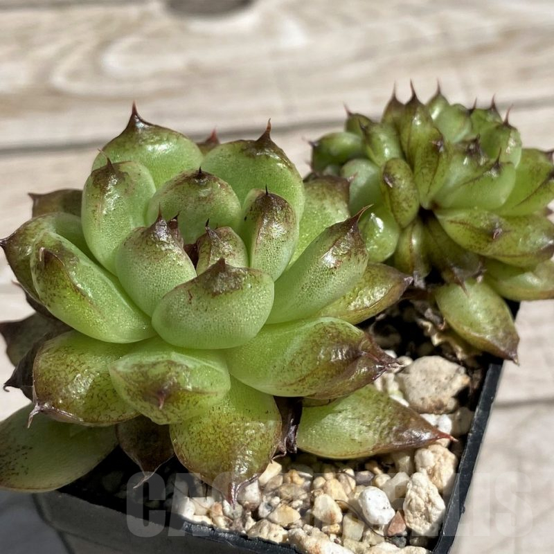 SH7451 Echeveria 'Red Crystal'