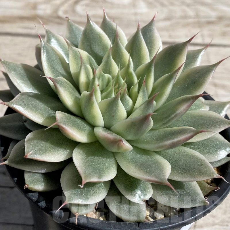 SH7440 Echeveria 'Silver star brocade'