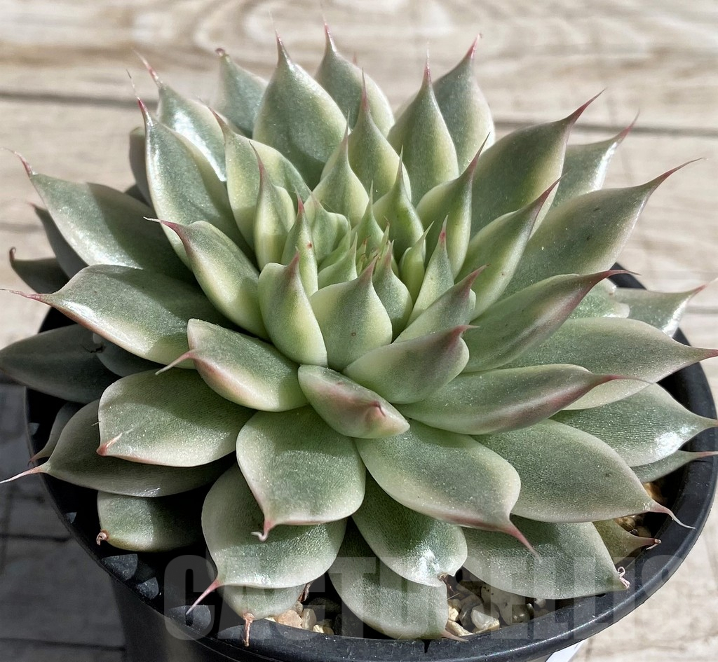 SH7440 Echeveria 'Silver star brocade'