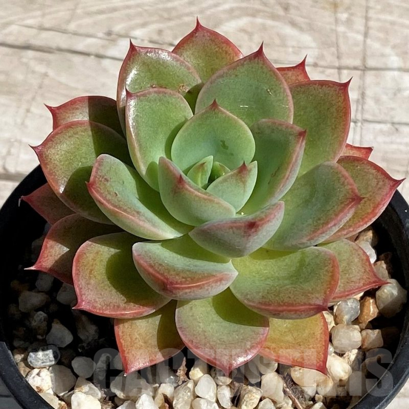 SH7453 Echeveria sp.