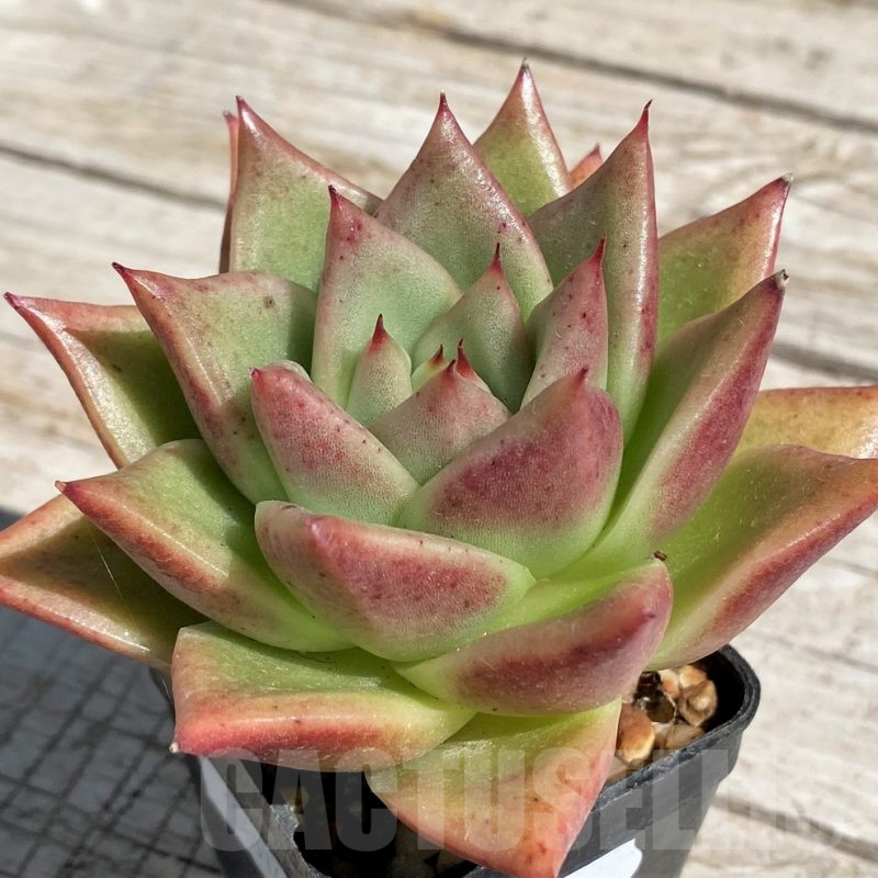SH7459 Echeveria agavoides hybrid