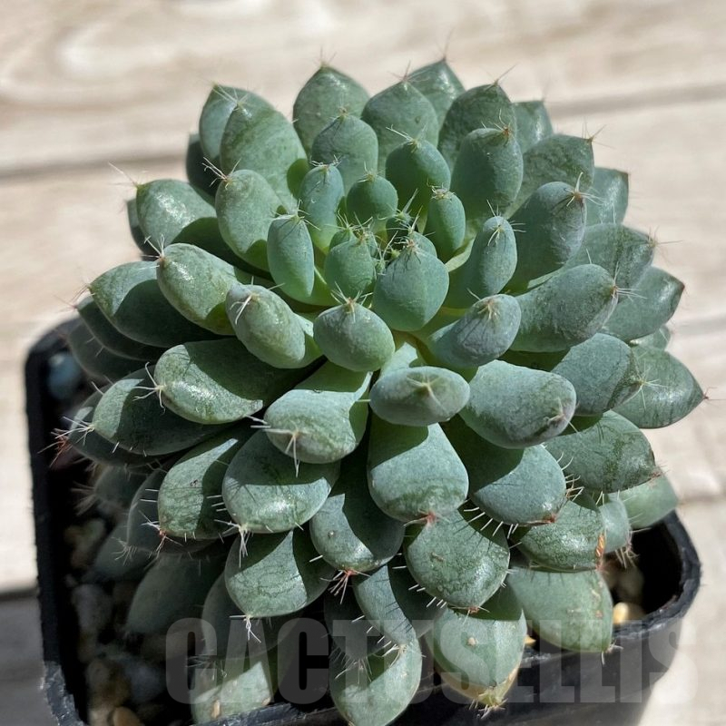 SHND7464 Echeveria setosa x rundelli