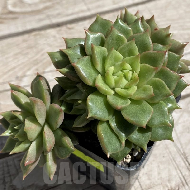 SH7466 Echeveria hybrid