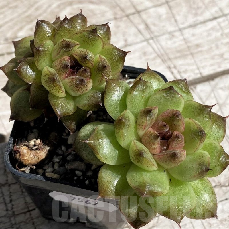 SH7467 Echeveria 'Red Crystal'