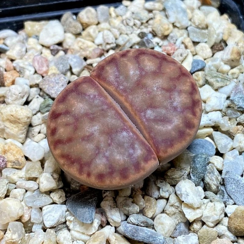 SH7561 Lithops bromfieldii v. bromfieldii C040
