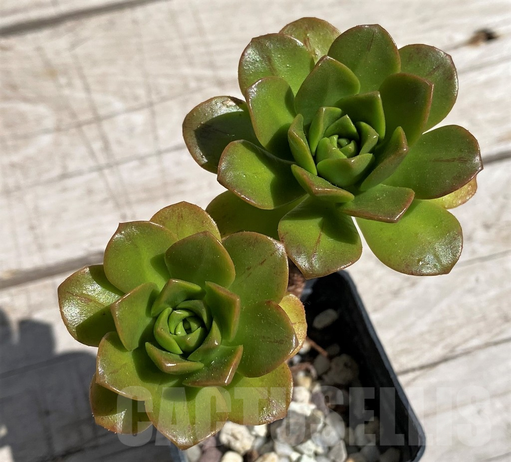 SH7594 Aeonium 'Bronze medal' - Image 3