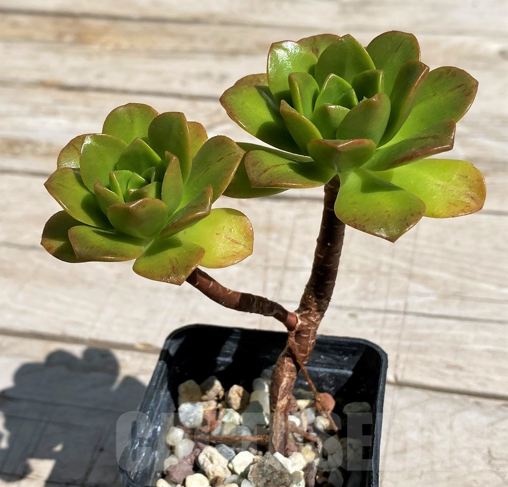 SH7594 Aeonium 'Bronze medal' - Image 2