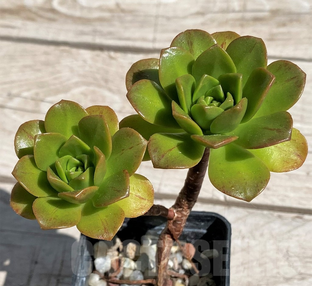 SH7594 Aeonium 'Bronze medal'