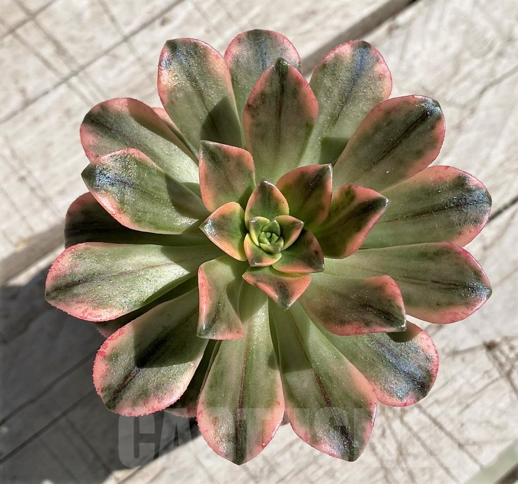 SH7596 Aeonium ‘Sweet Tea’ f. variegata