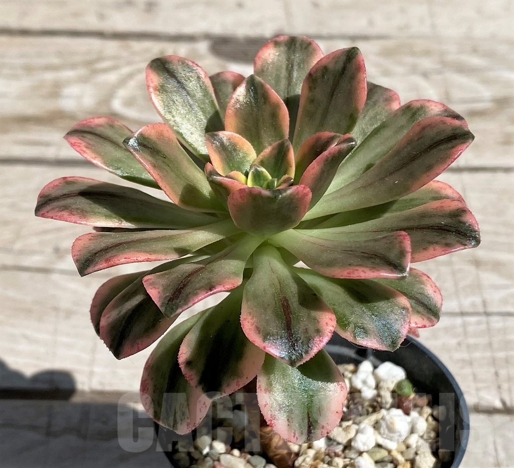 SH7596 Aeonium ‘Sweet Tea’ f. variegata - Image 2