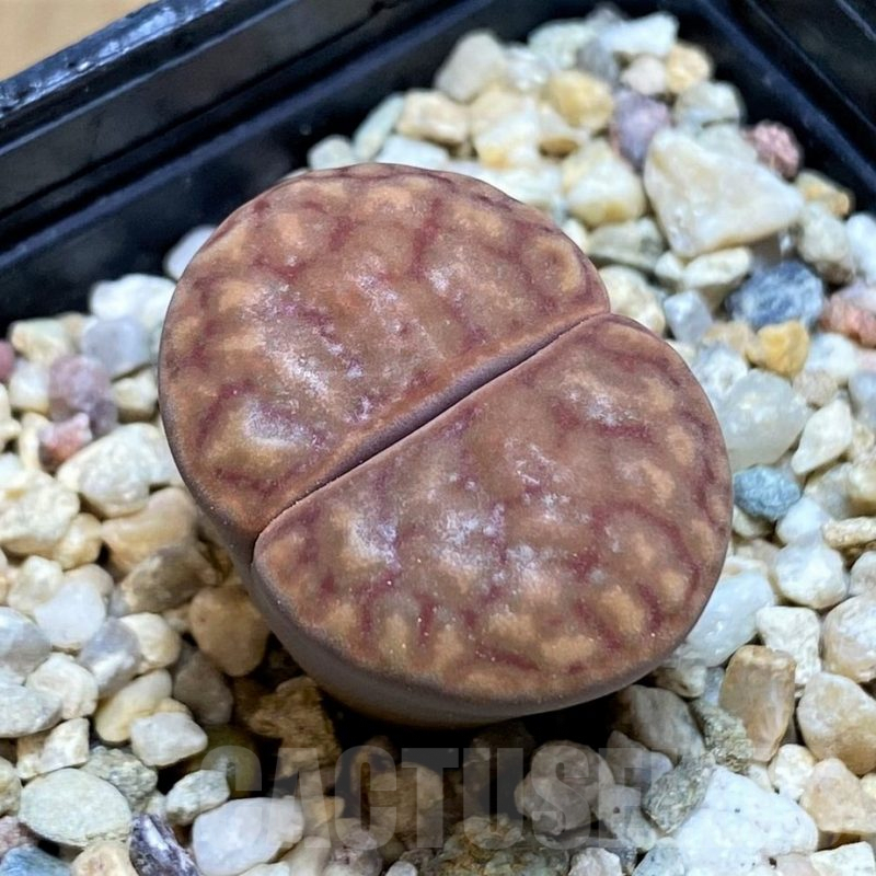 SH7562 Lithops bromfieldii v. bromfieldii C040