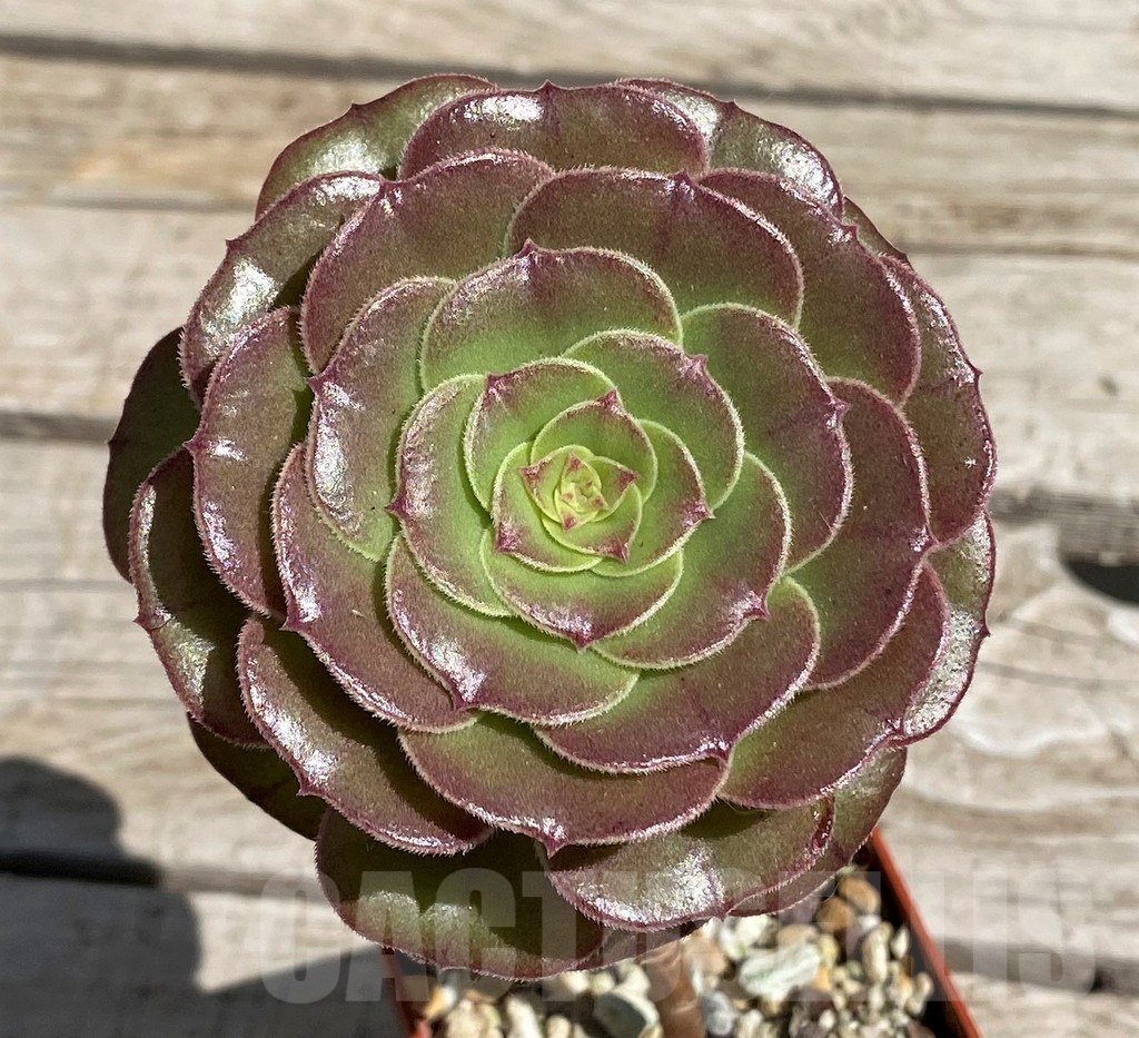 SH7605 Aeonium sp.