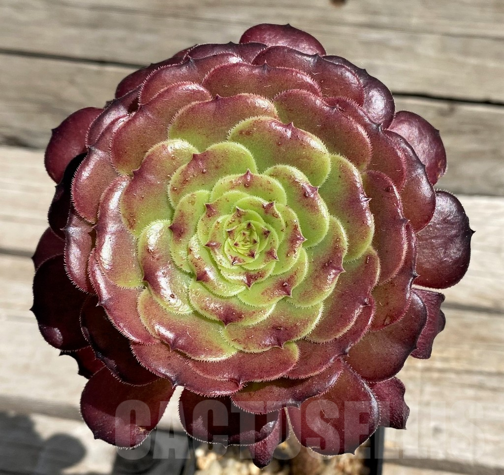 SH7606 Aeonium ‘Red Garnet’