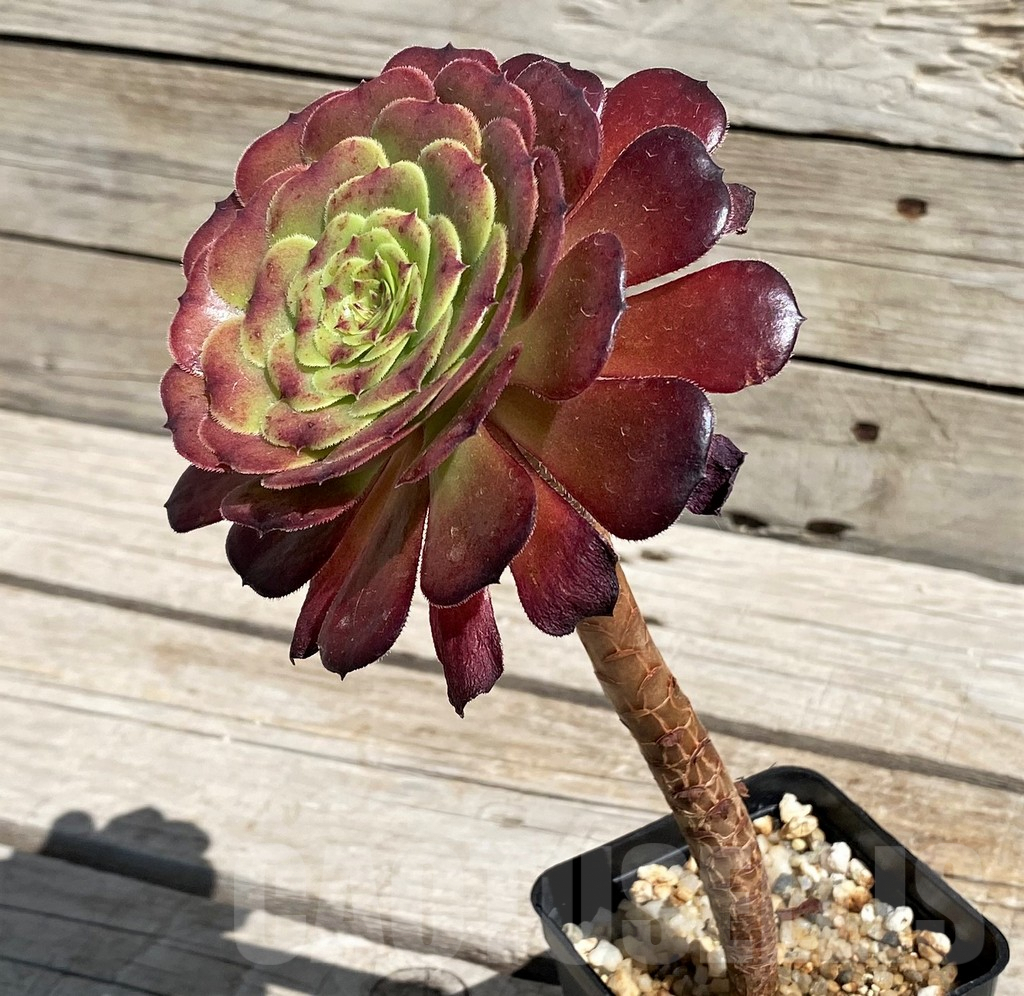 SH7606 Aeonium ‘Red Garnet’ - Imagen 2