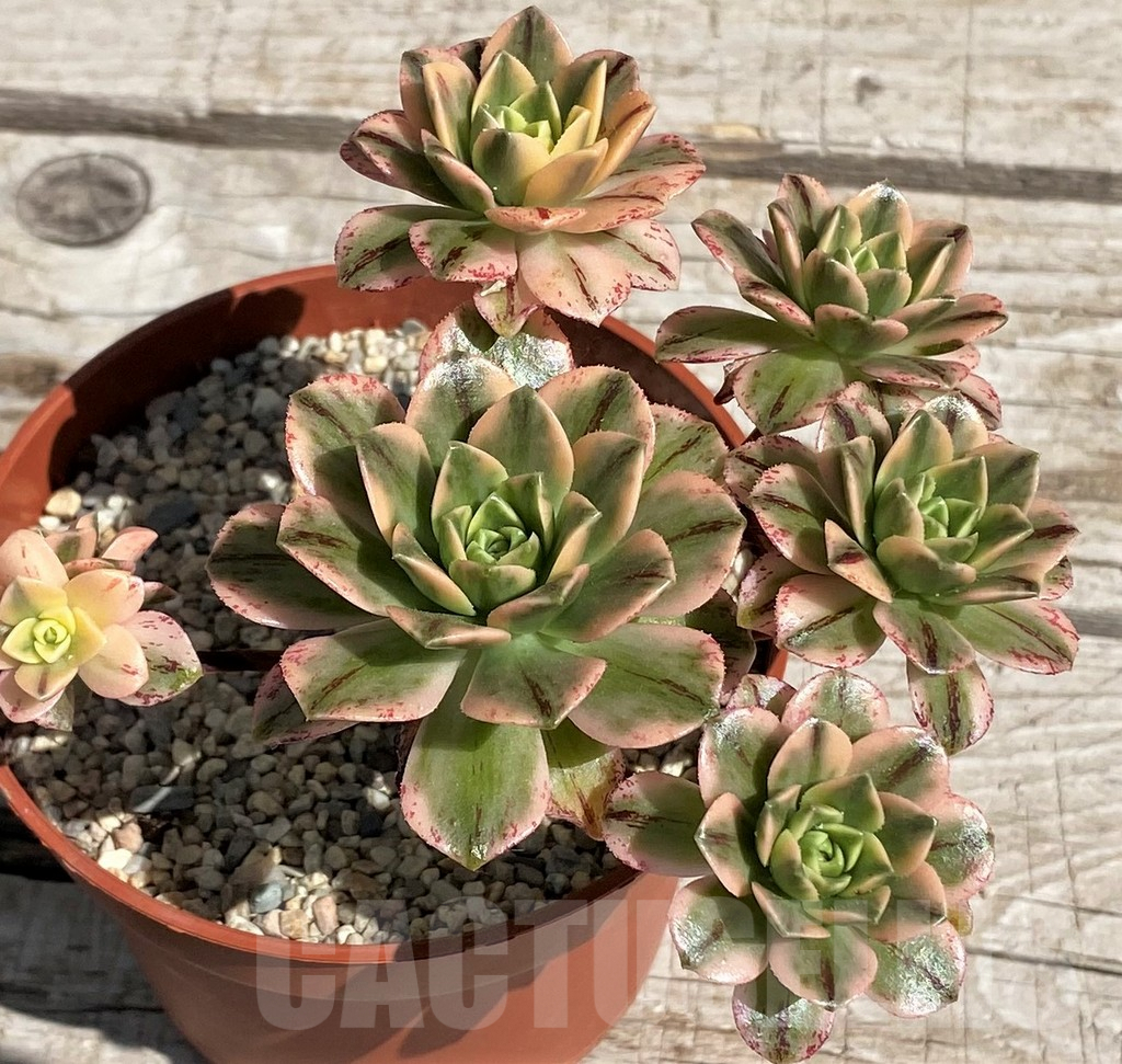 SH7608 Aeonium ‘Sweet Tea’ f. variegata