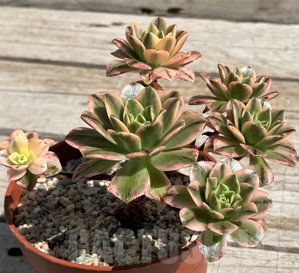 SH7608 Aeonium ‘Sweet Tea’ f. variegata - Imagen 2