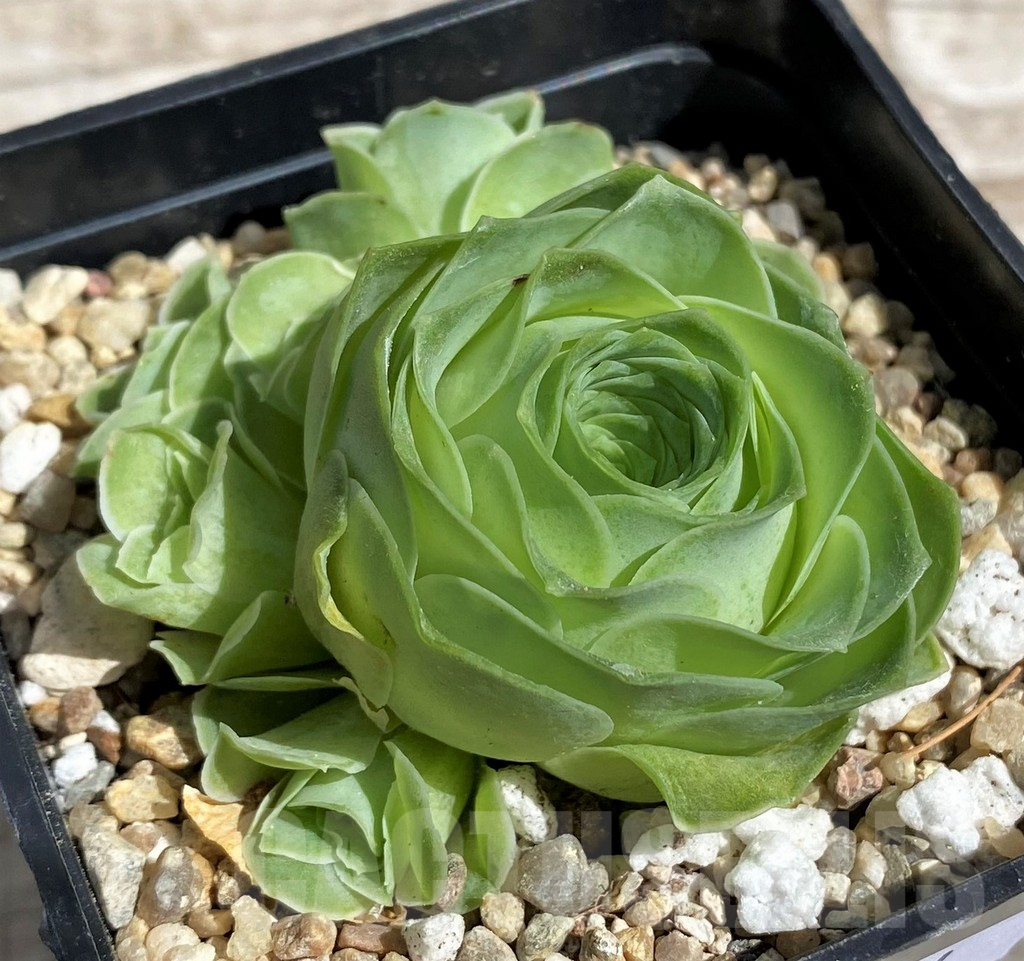 SH7614 Aeonium diplocyclum hybrid