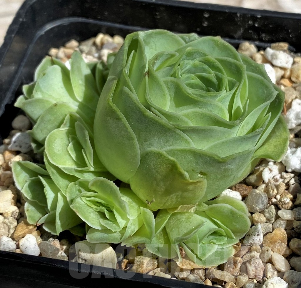 SH7614 Aeonium diplocyclum hybrid - Imagen 2