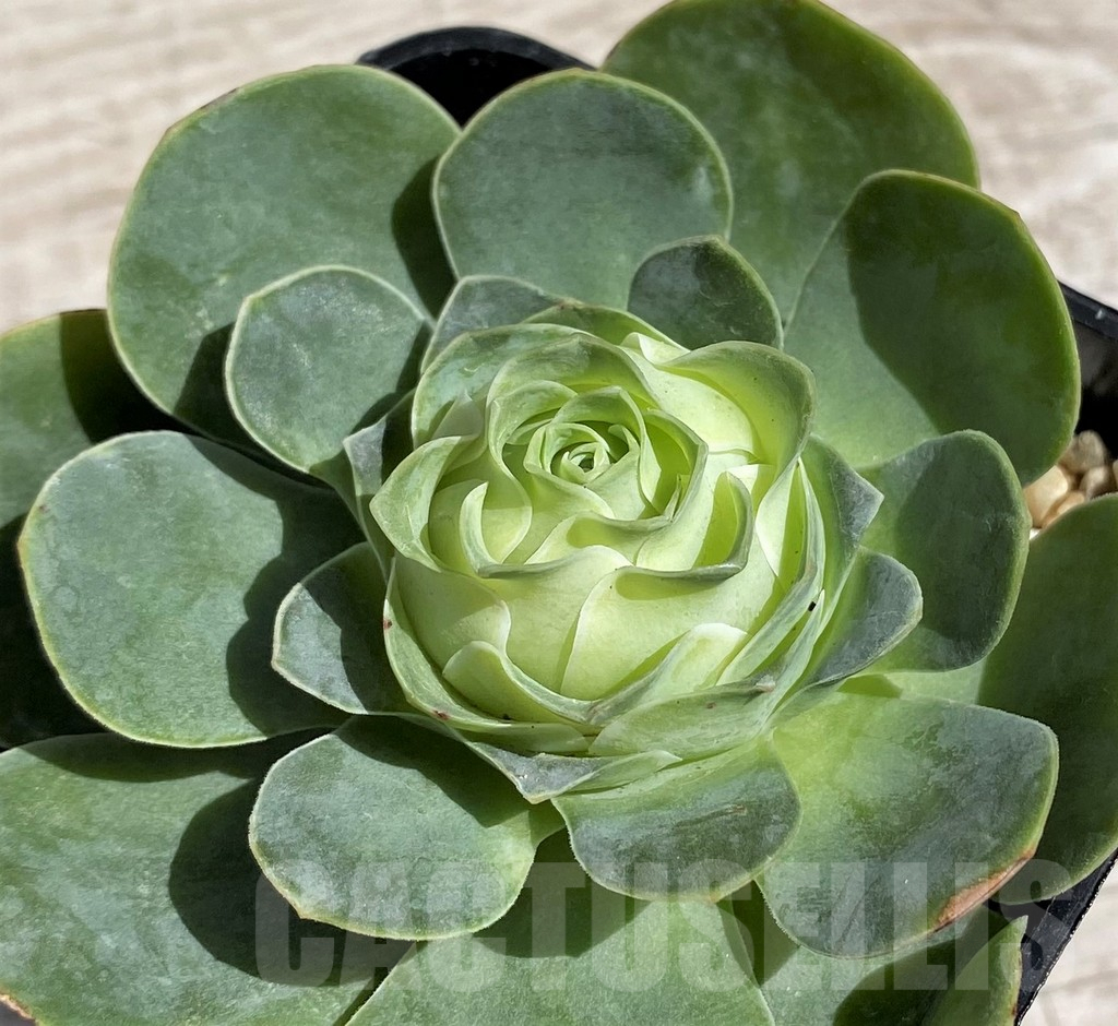 SH7615 Greenovia diplocyclum hybrid