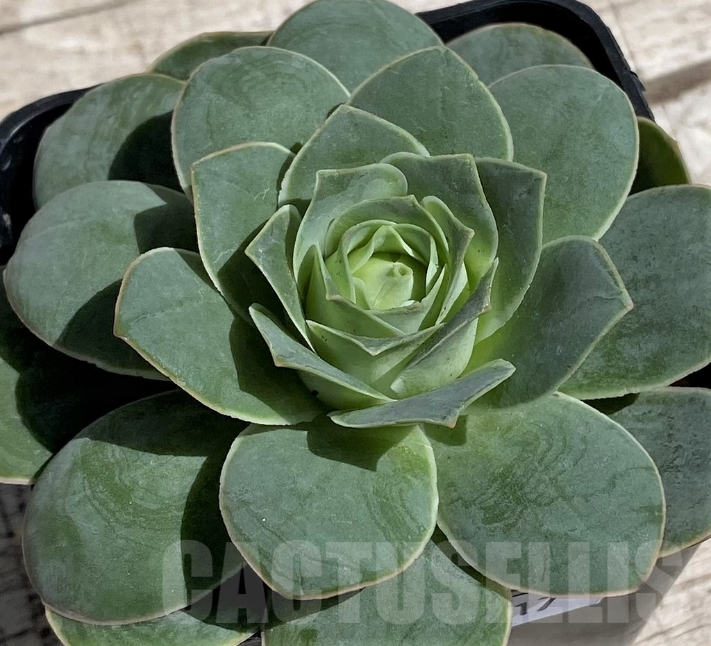 SH7617 Greenovia diplocyclum hybrid