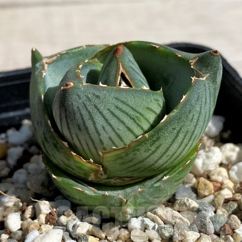 SH7567 Agave pumila