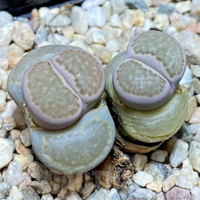 SH7558 Lithops villetii